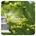 Pranarom Aceite Esencial de Clavo de Especias 10 ml - Imagen 1