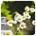 Pranarom Aceite Esencial de Manzanilla Romana 5 ml - Imagen 1